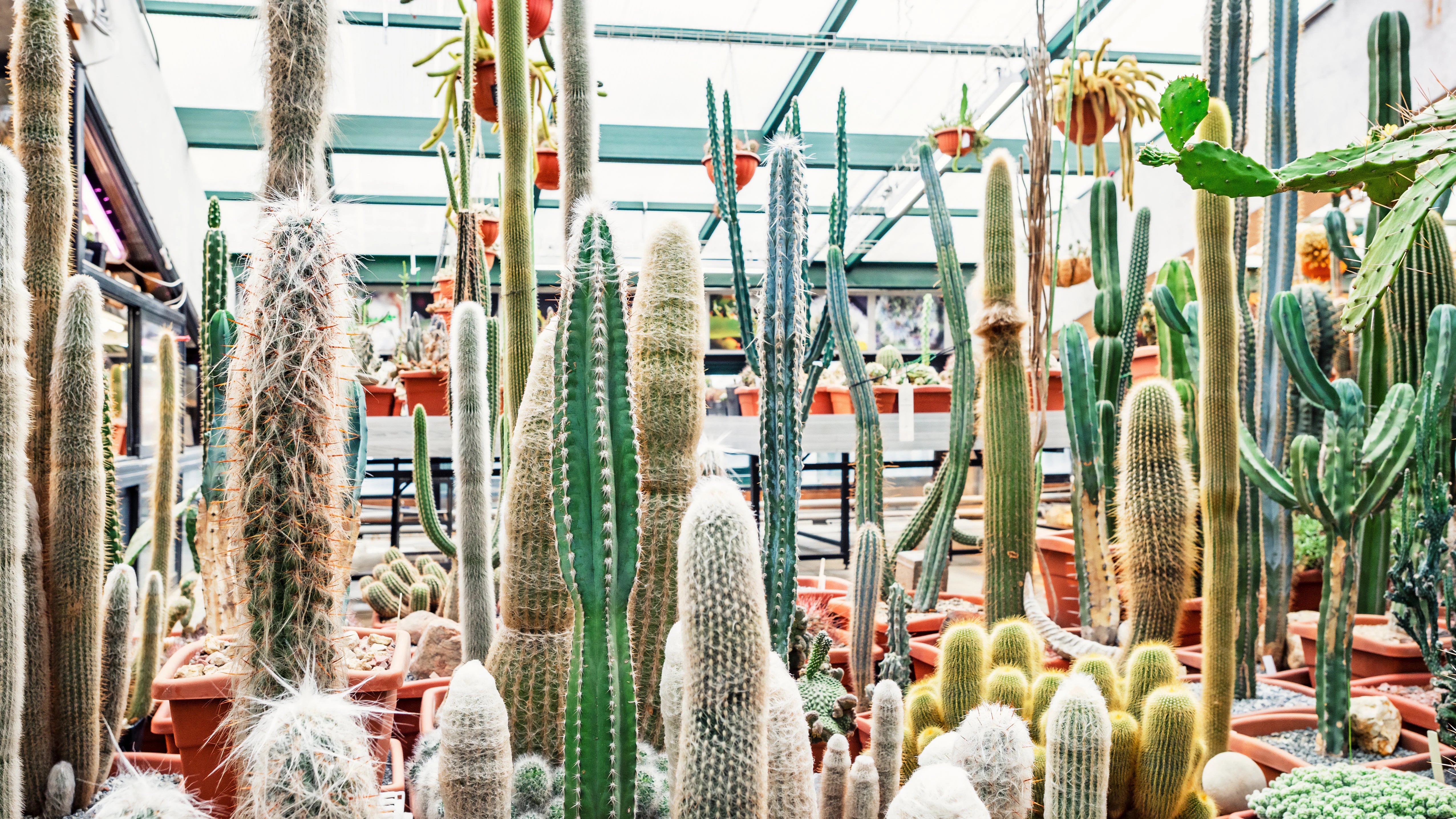 CACTI  Shangri-Ha Cactus Ranch