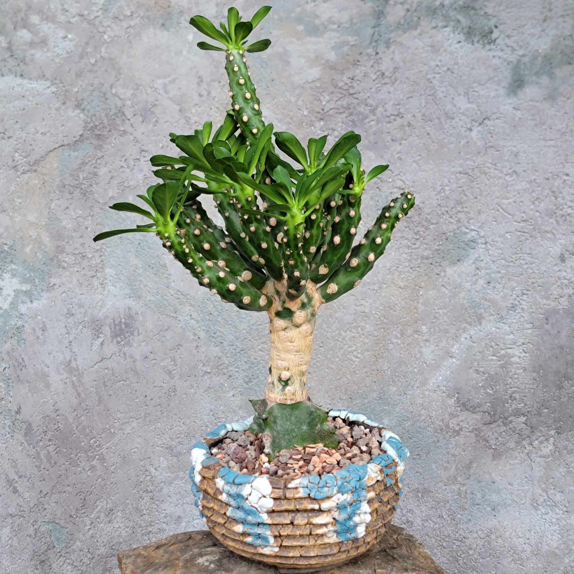 Peety Pots by Pablo Handmade Pottery image 1