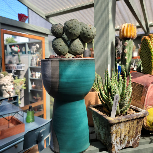 African Tribal Planter - Turquoise