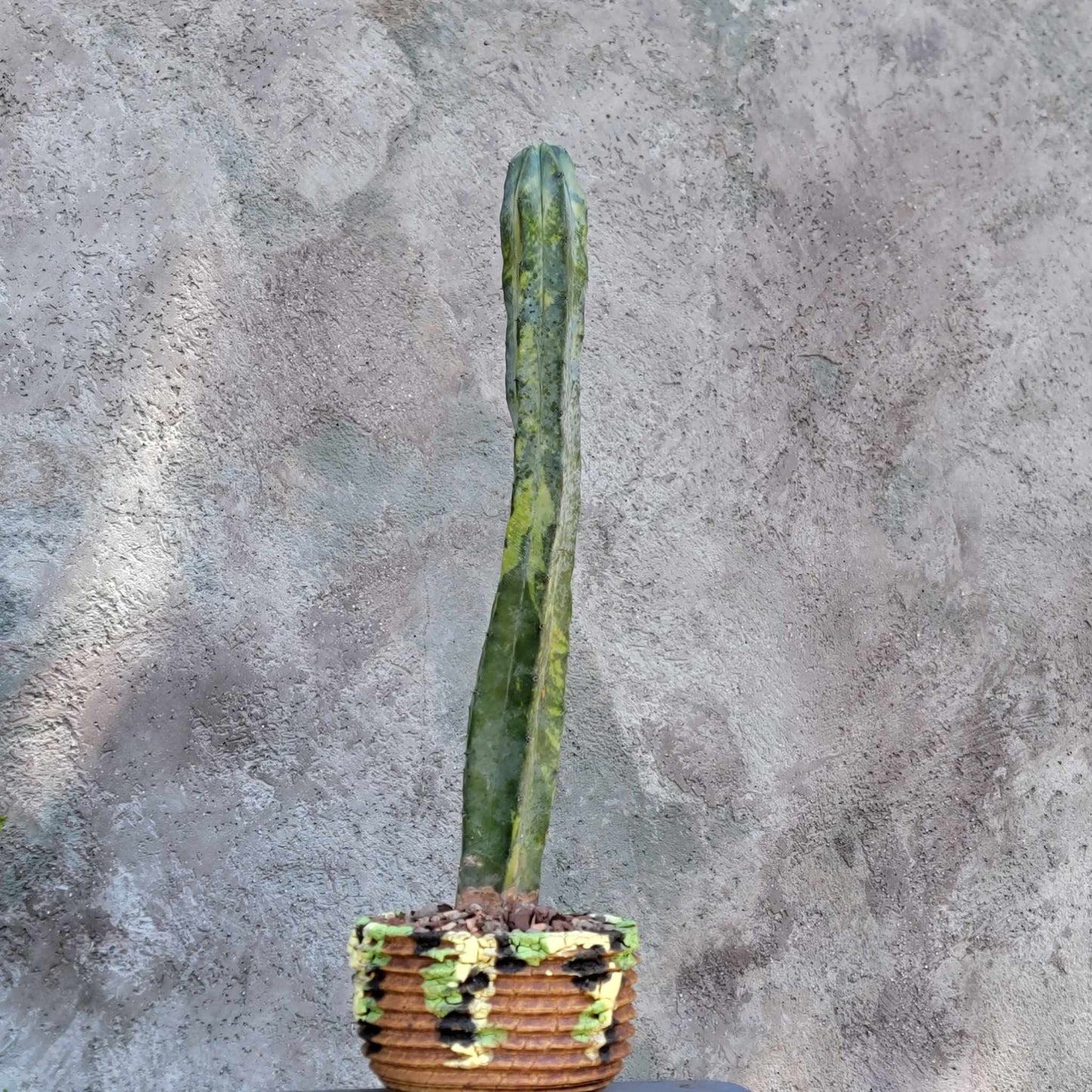 Peety Pots by Pablo Handmade Pottery image 1