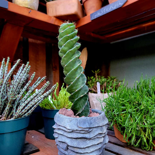 Palm Leaf Concrete Planter - Medium