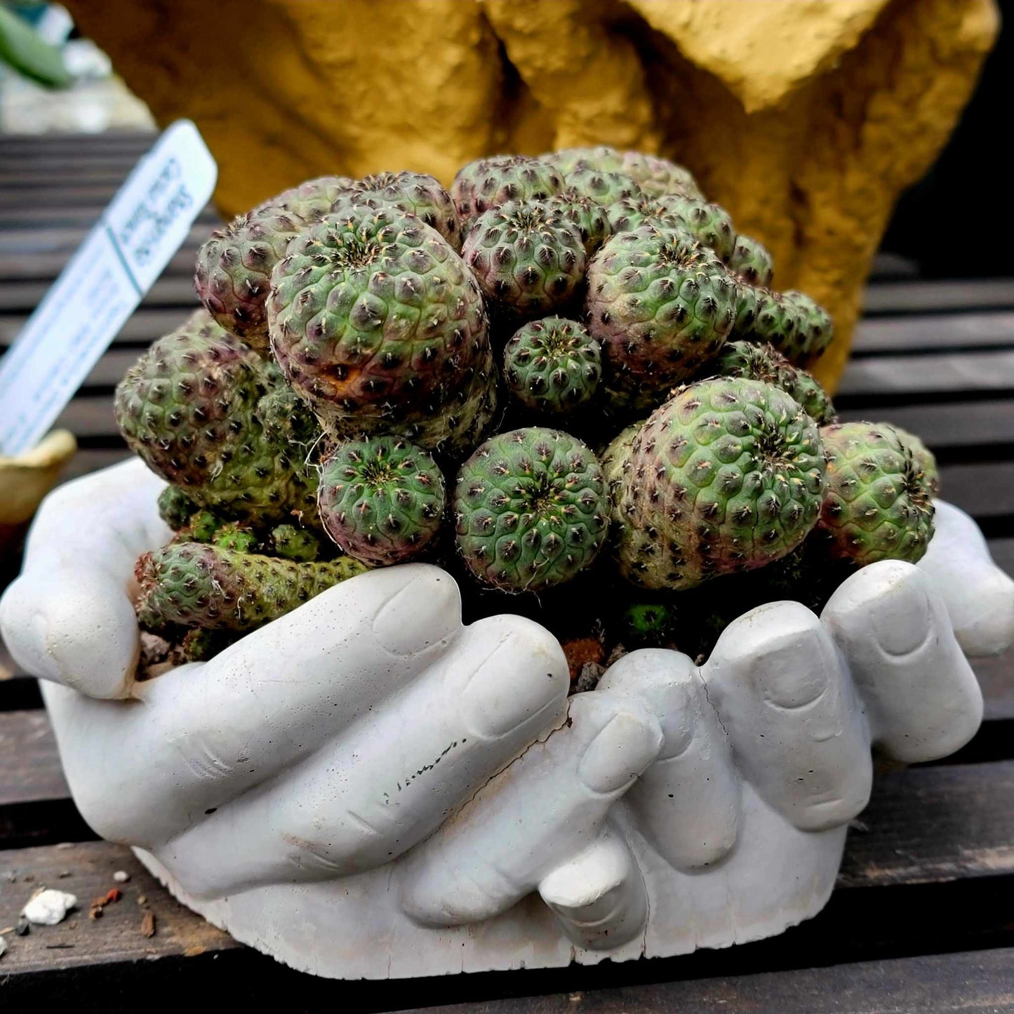 Cement Hands Cactus Succulent Planter