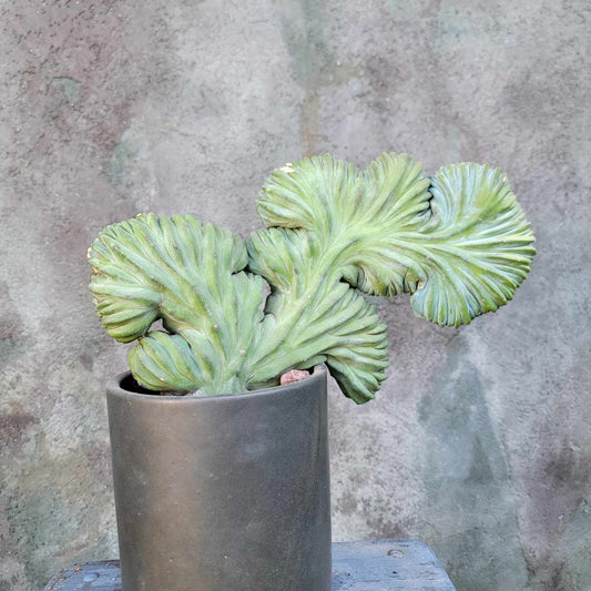 Terra Cotta Planter - Matte Black