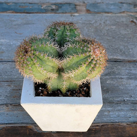 Geometric Cement Planter
