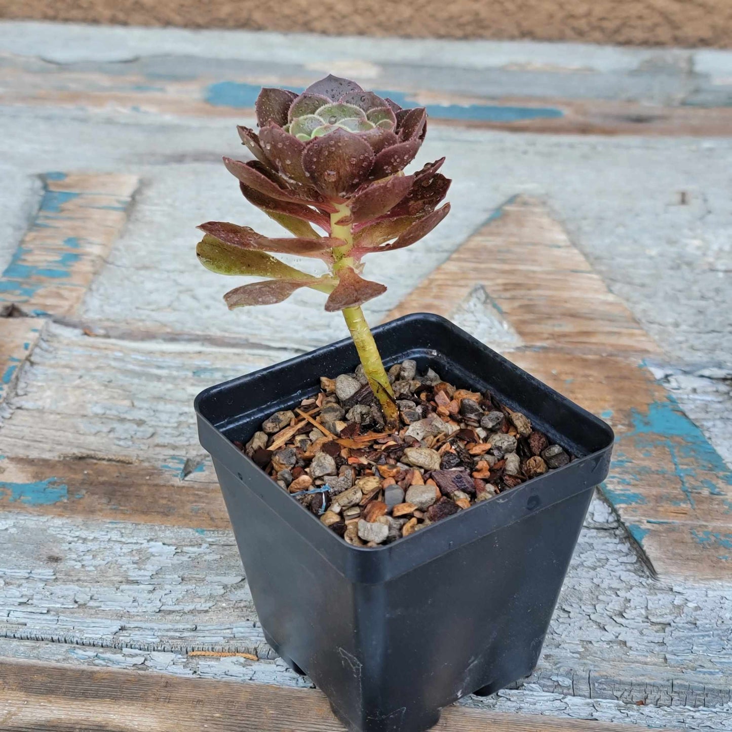 Aeonium Succulent Bundle #2 - 6 Exotic Varieties