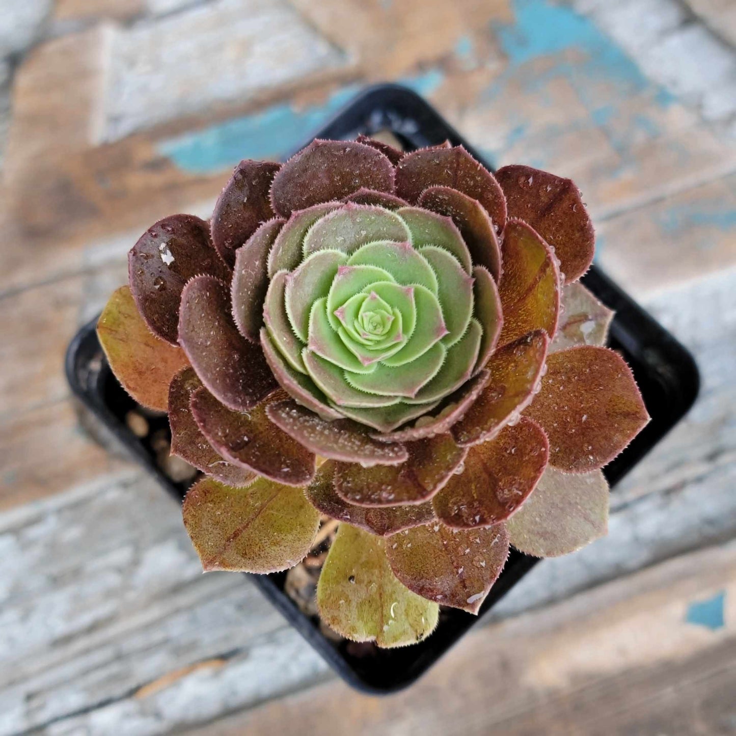 Aeonium Succulent Bundle #2 - 6 Exotic Varieties