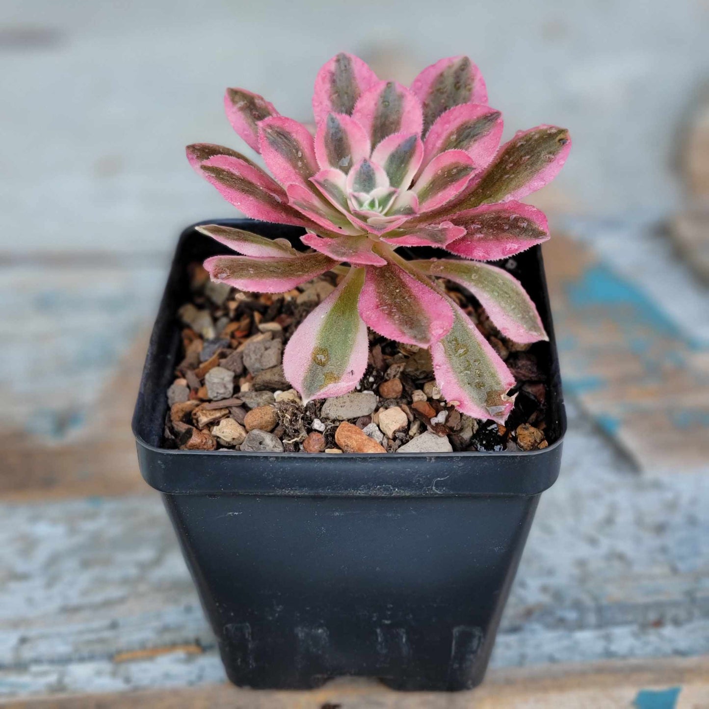 Aeonium Succulent Bundle #2 - 6 Exotic Varieties