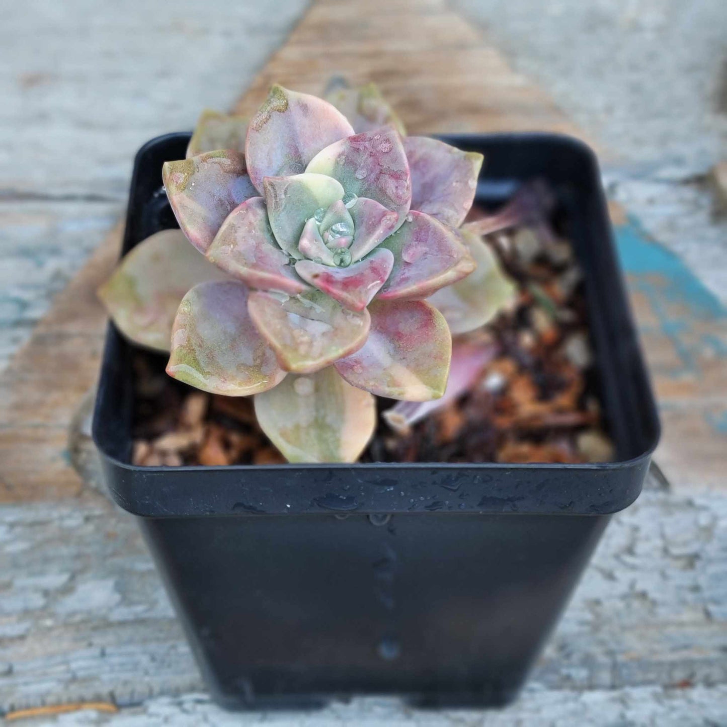 Aeonium Succulent Bundle #2 - 6 Exotic Varieties