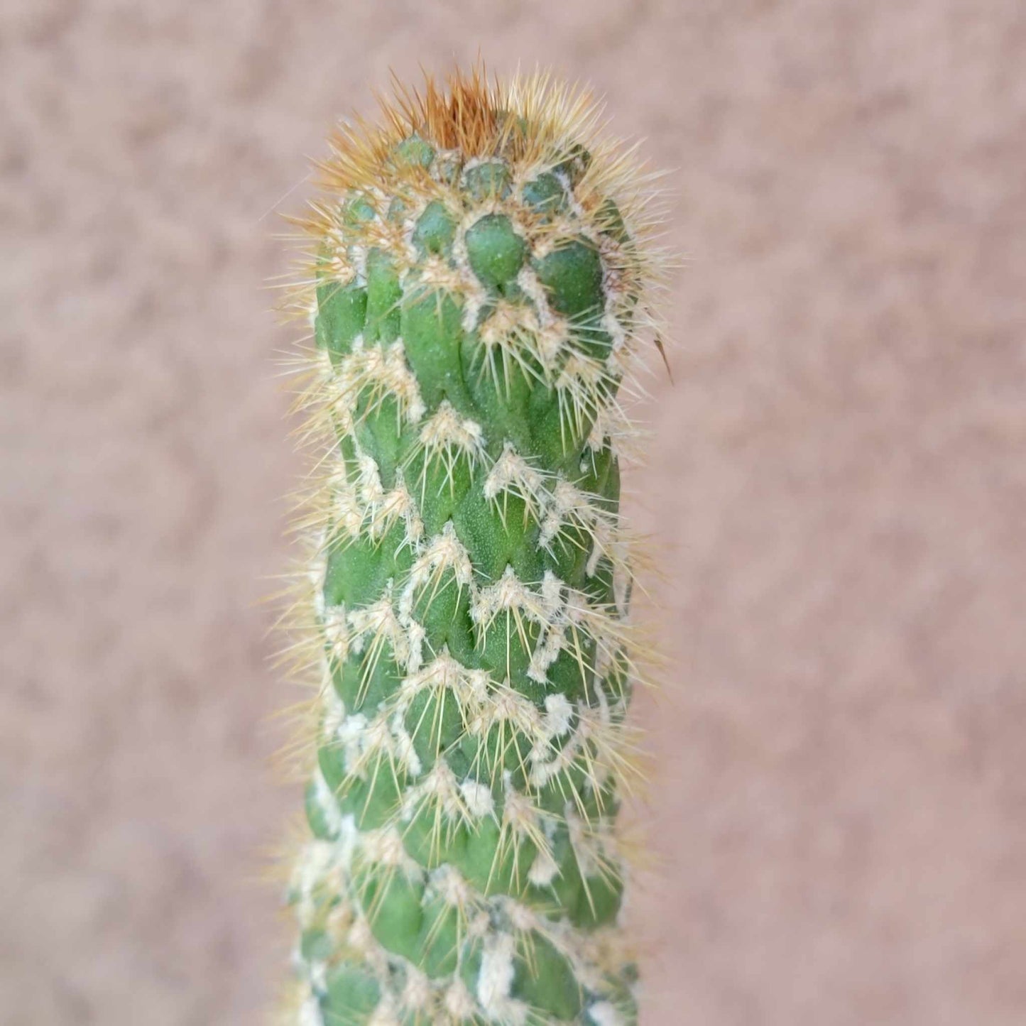 Trichocereus spachianus f. supermostruosa - ‘Super monstrose Golden Torch’