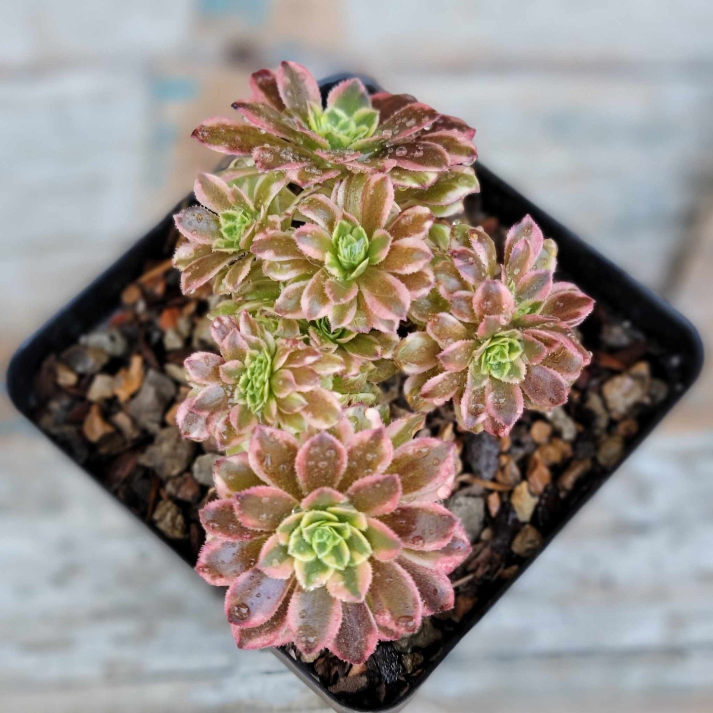 Aeonium Succulent Bundle #2 - 6 Exotic Varieties