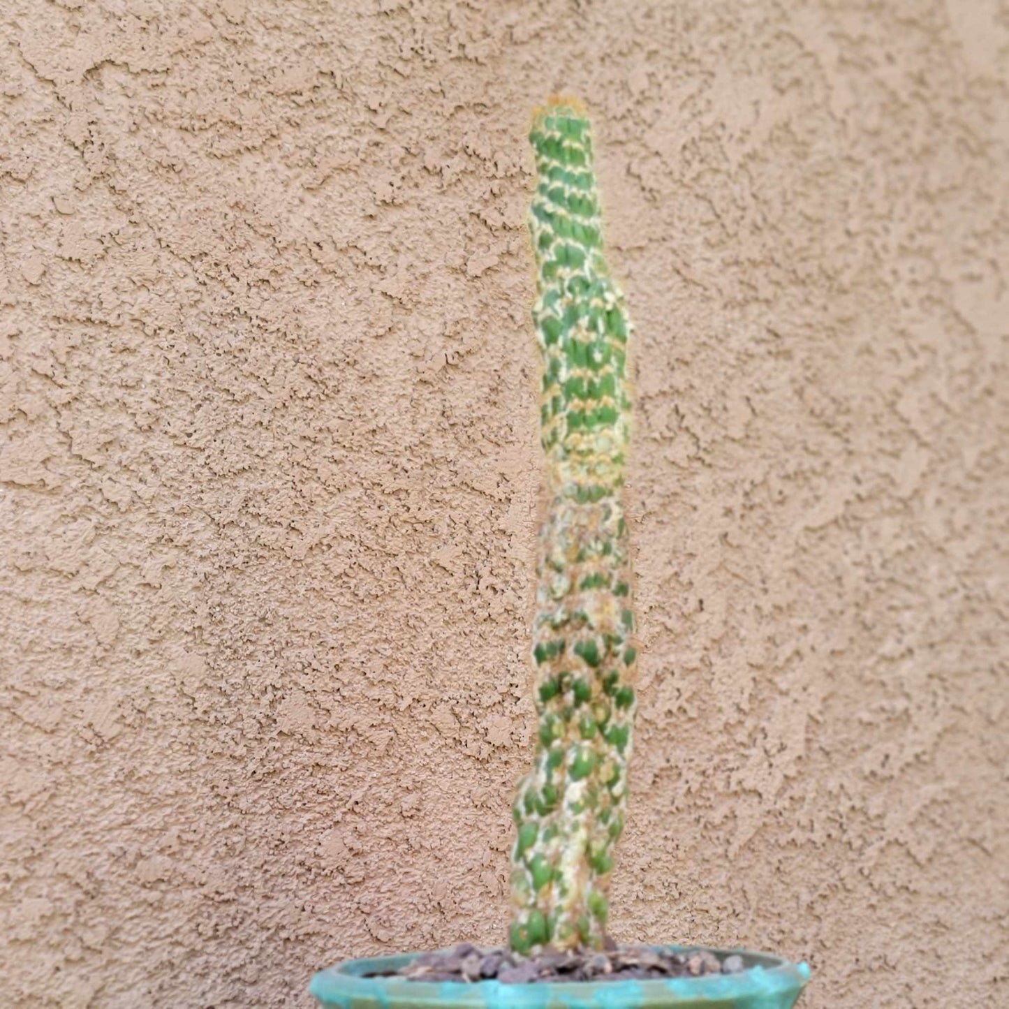 Trichocereus spachianus f. supermostruosa - ‘Super monstrose Golden Torch’