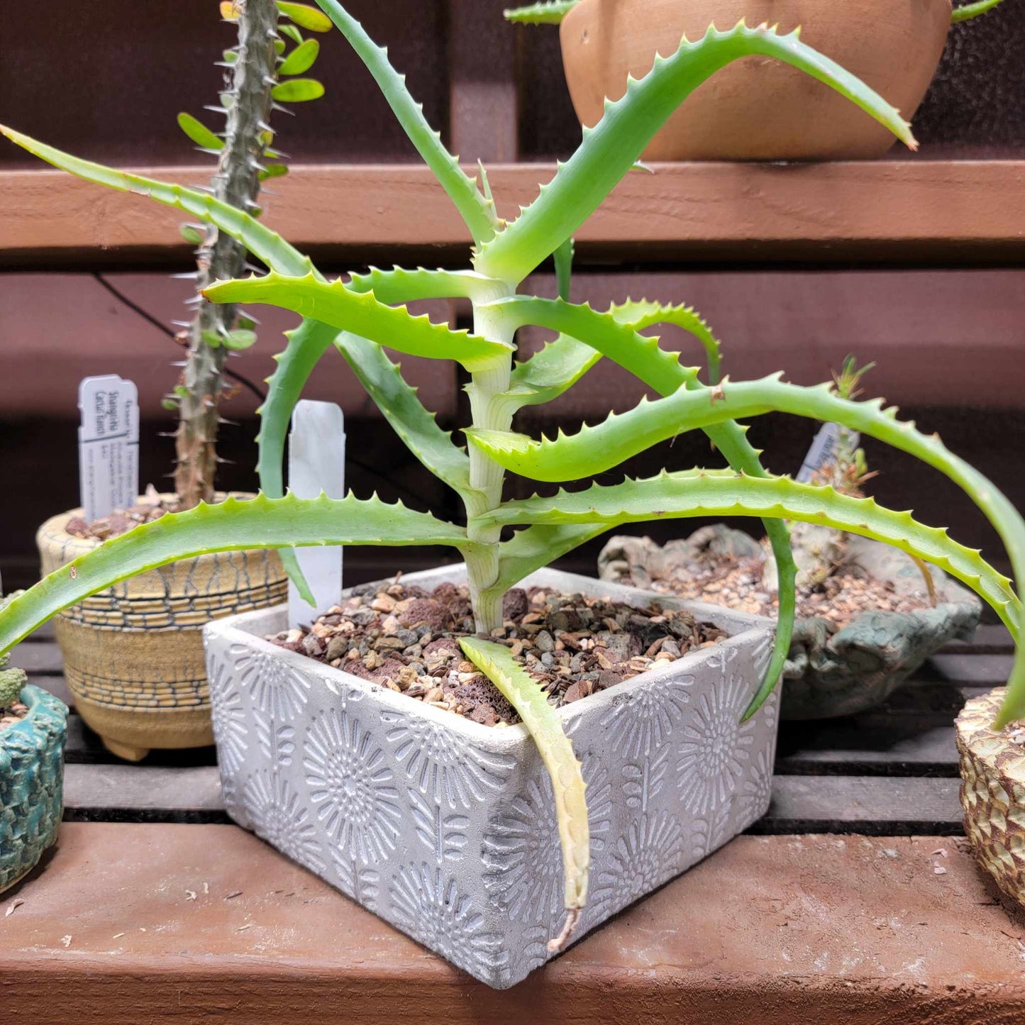 Cement Planter - Engraved - Square