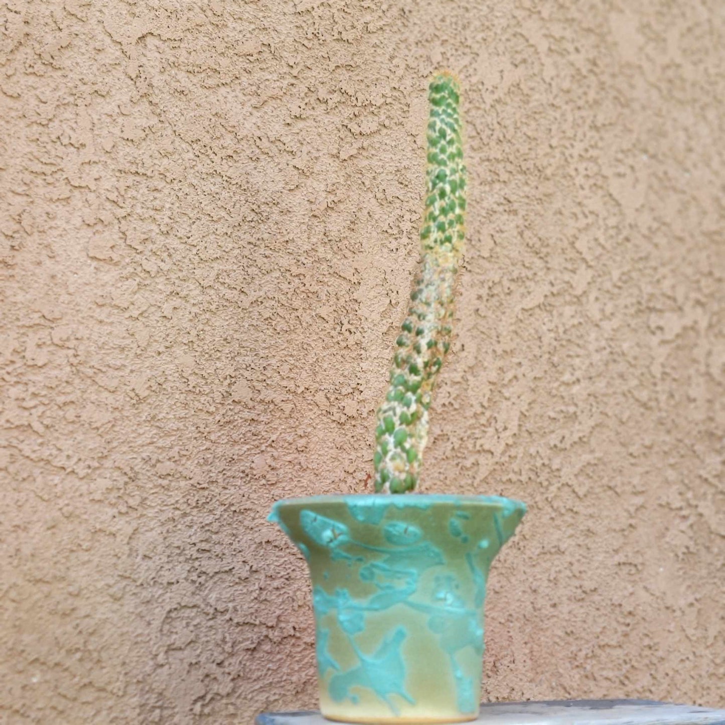 Trichocereus spachianus f. supermostruosa - ‘Super monstrose Golden Torch’