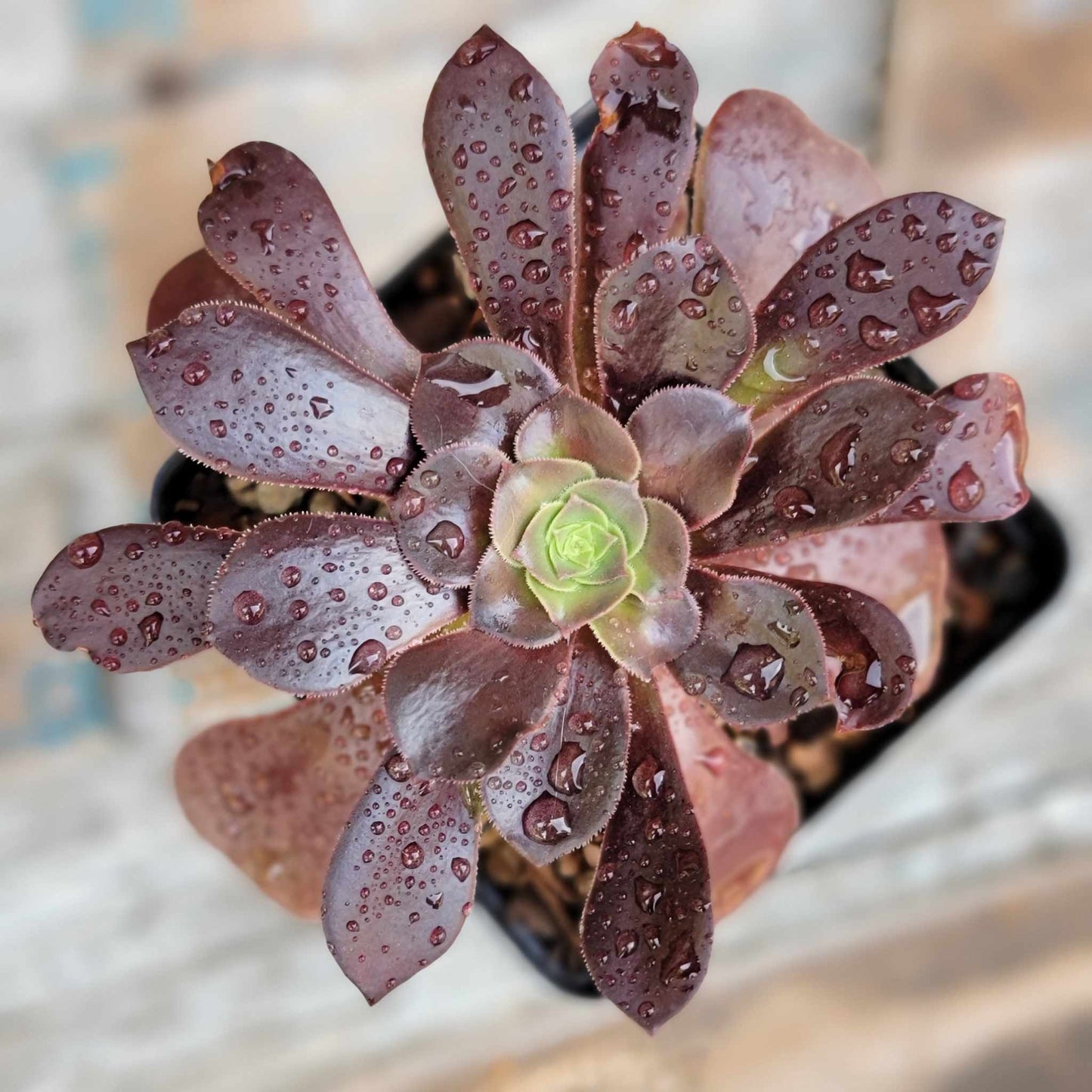 Aeonium Succulent Bundle #2 - 6 Exotic Varieties