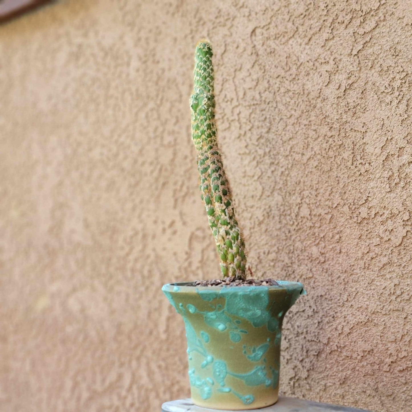 Trichocereus spachianus f. supermostruosa - ‘Super monstrose Golden Torch’