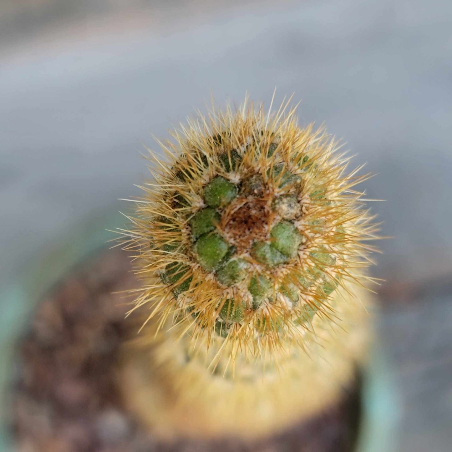 Trichocereus spachianus f. supermostruosa - ‘Super monstrose Golden Torch’