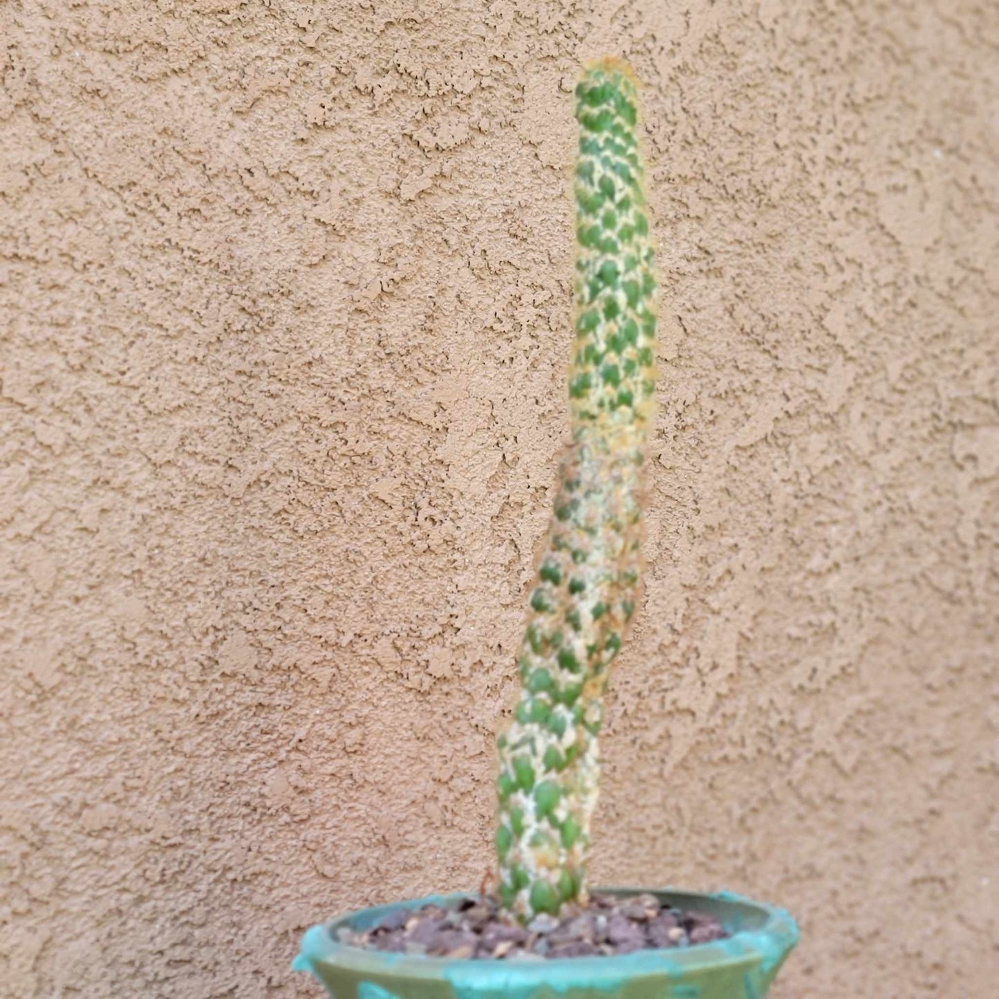 Trichocereus spachianus f. supermostruosa - ‘Super monstrose Golden Torch’