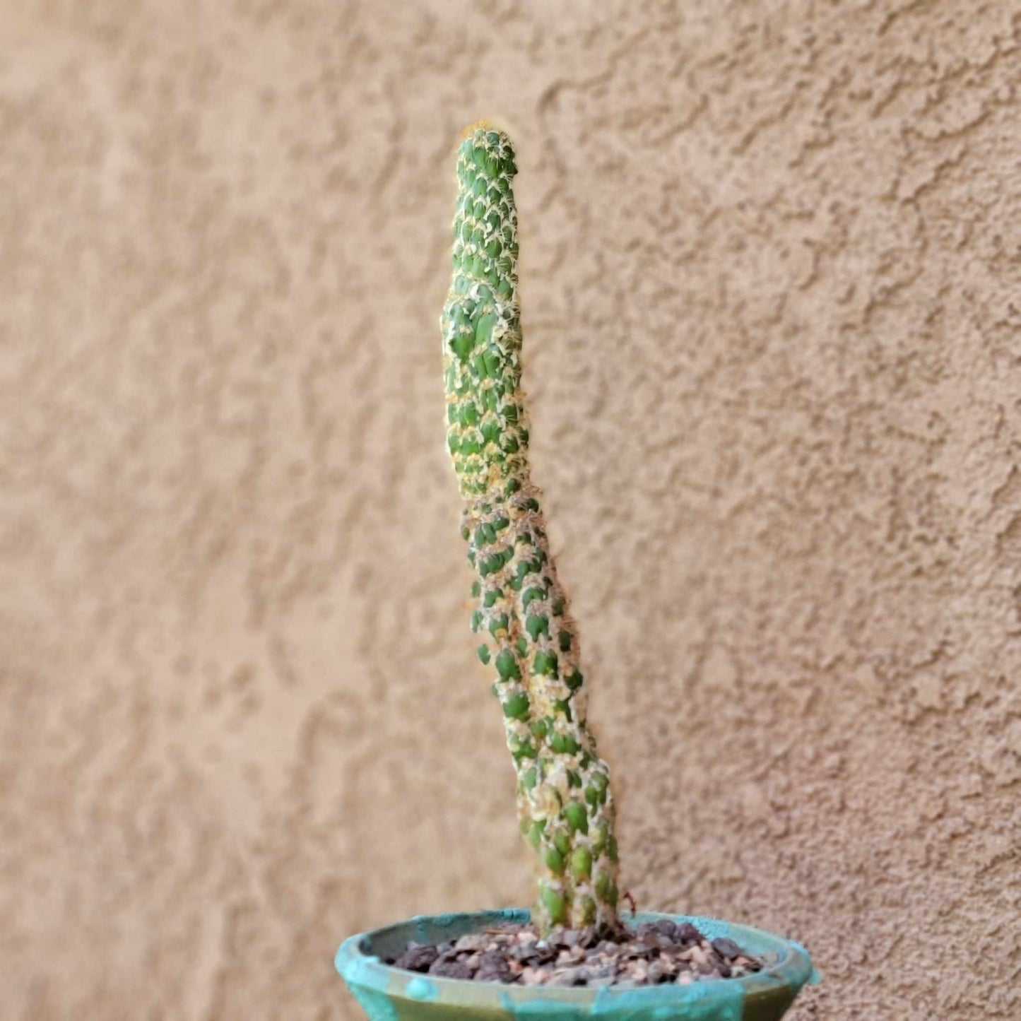 Trichocereus spachianus f. supermostruosa - ‘Super monstrose Golden Torch’