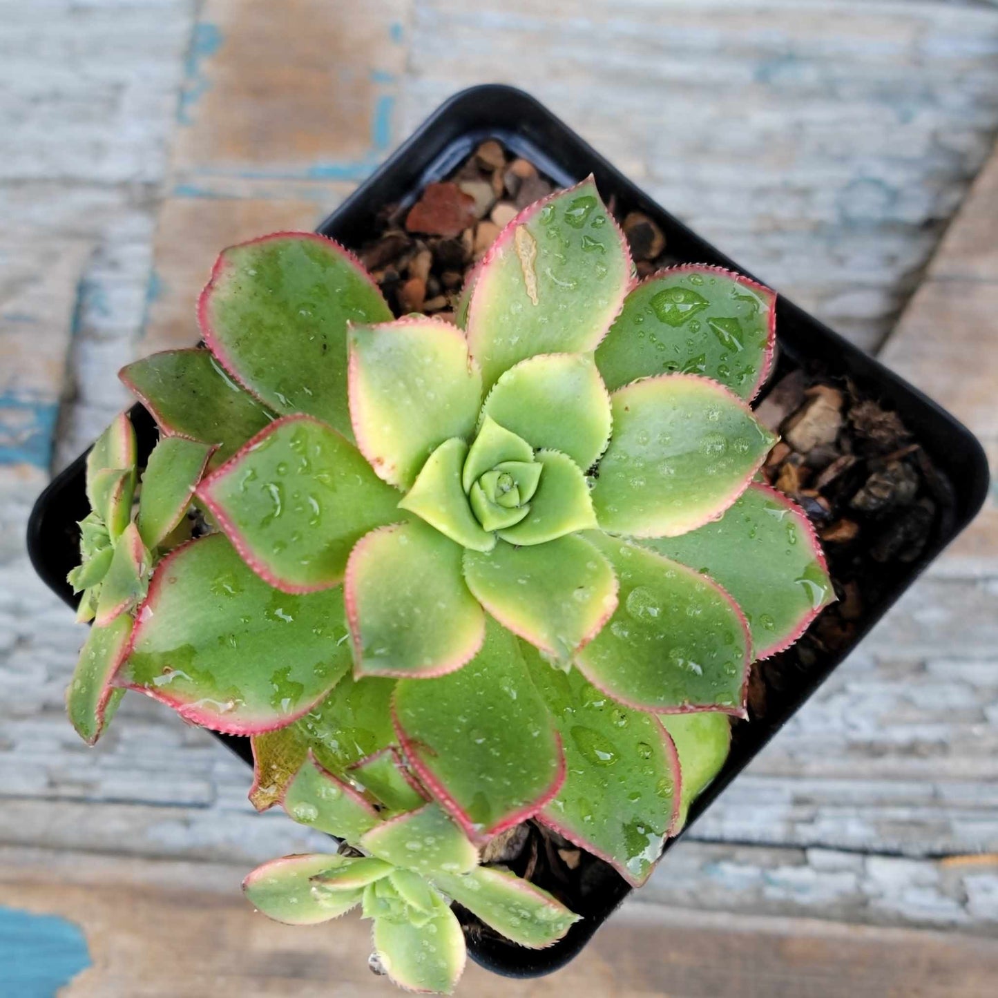 Aeonium Succulent Bundle #2 - 6 Exotic Varieties