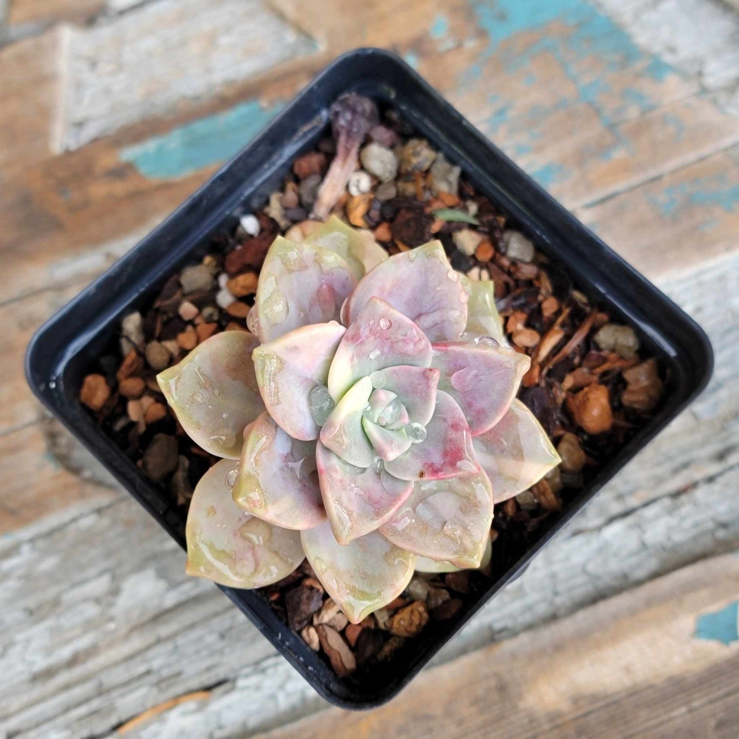 Aeonium Succulent Bundle #2 - 6 Exotic Varieties