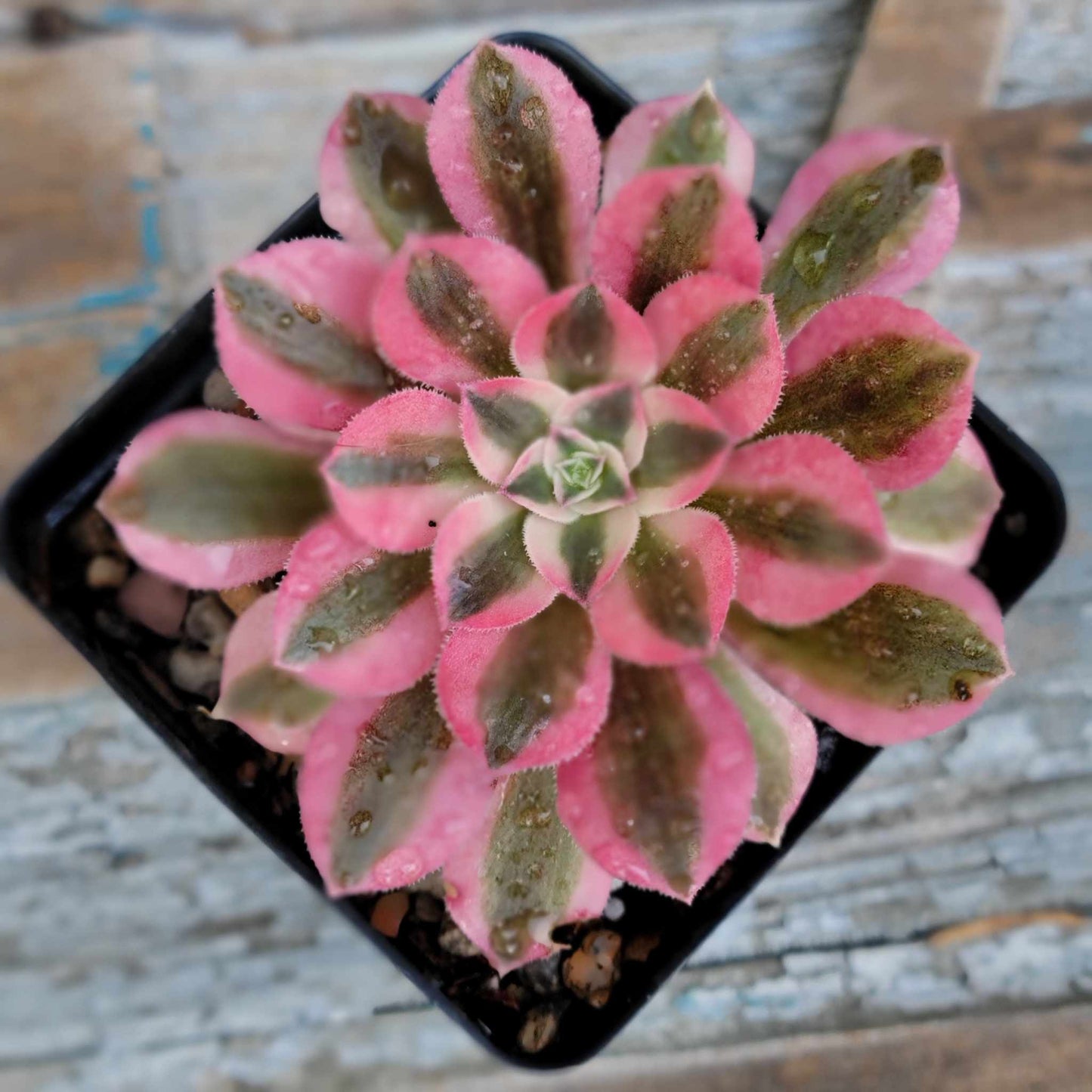 Aeonium Succulent Bundle #2 - 6 Exotic Varieties
