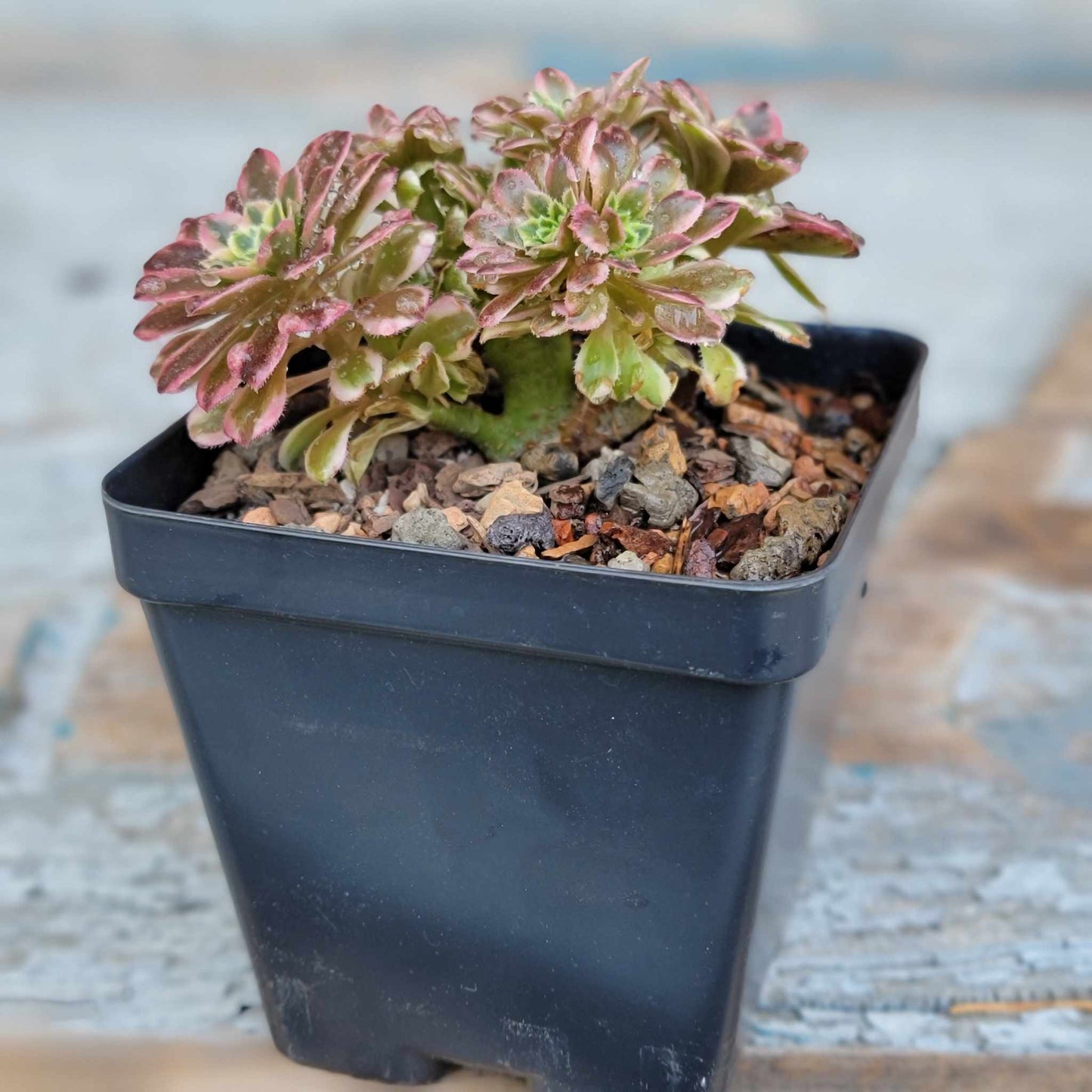 Aeonium Succulent Bundle #2 - 6 Exotic Varieties