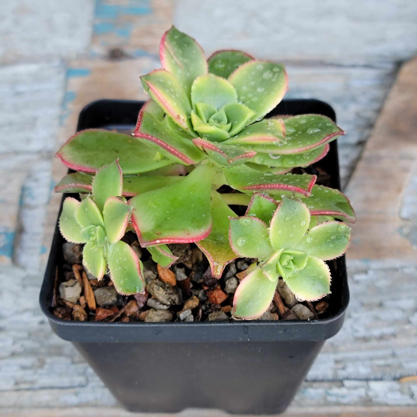 Aeonium Succulent Bundle #2 - 6 Exotic Varieties