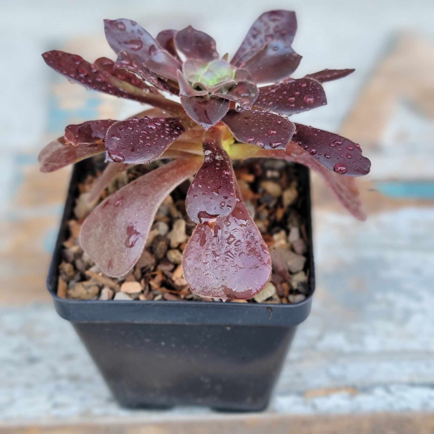 Aeonium Succulent Bundle #2 - 6 Exotic Varieties
