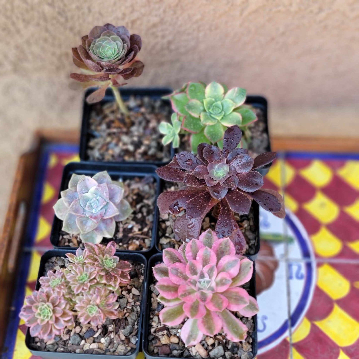 Aeonium Succulent Bundle #2 - 6 Exotic Varieties