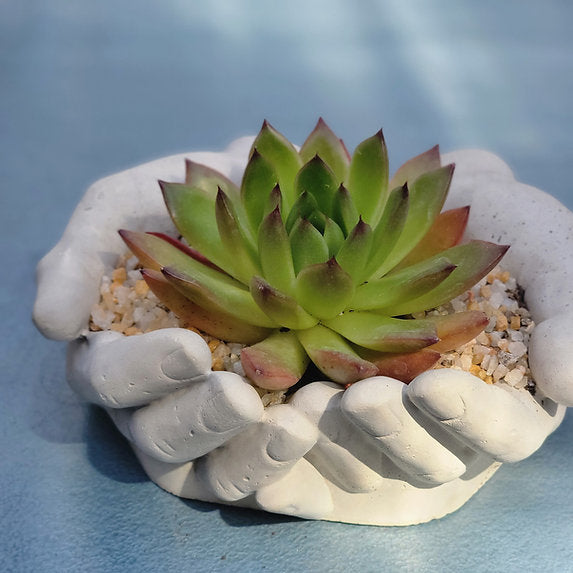 Cement Hands Cactus Succulent Planter