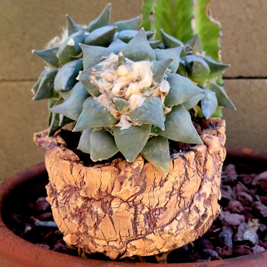 Peety Pots by Pablo Handmade Pottery image 0