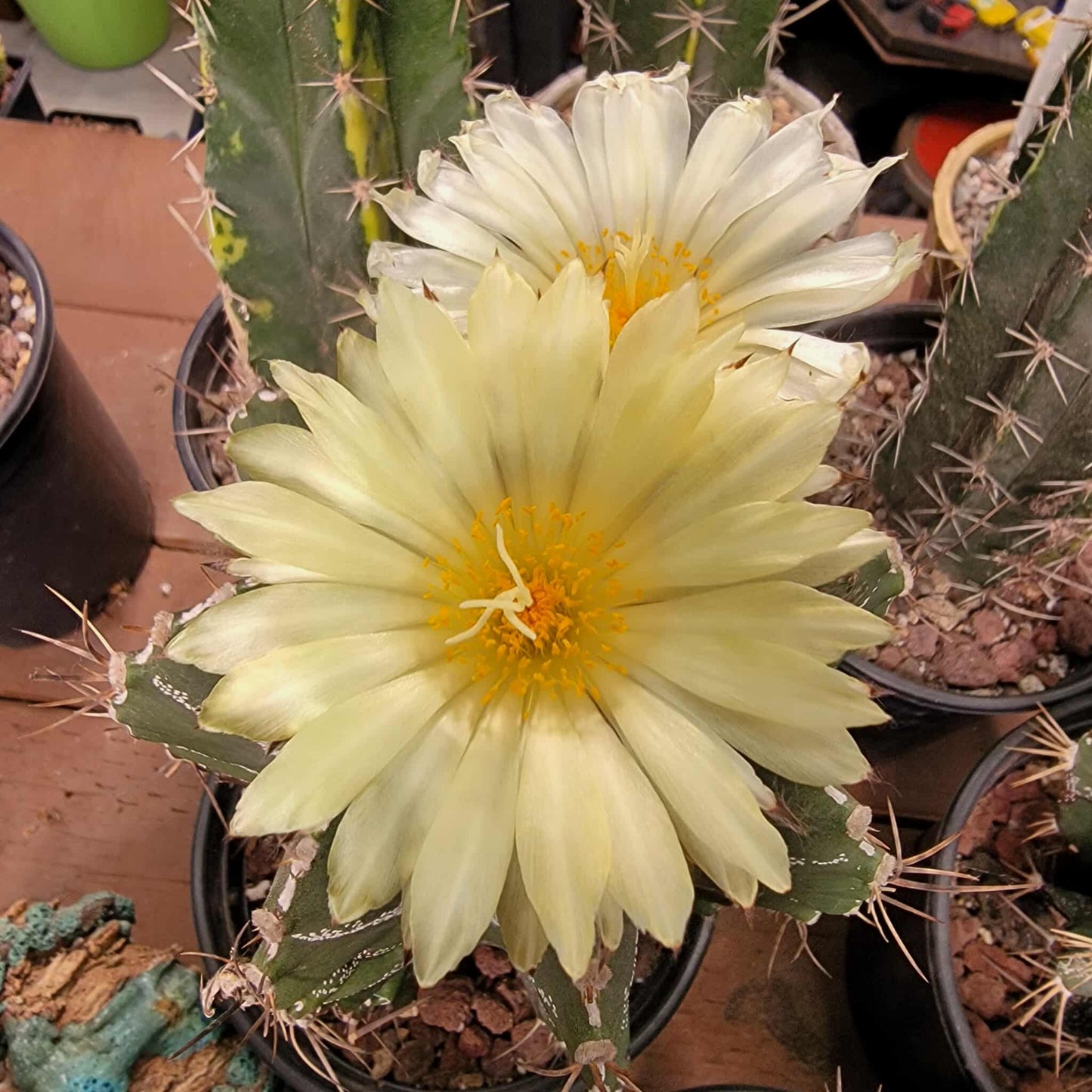 Astrophytum Ornatum