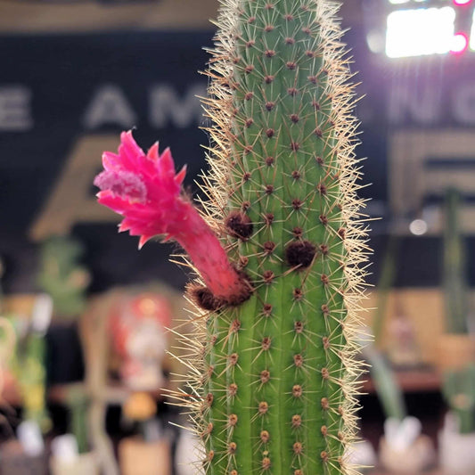 Peniocereus serpentinus - Nyctocereus serpentinus - Snake Cactus - 34" Tall