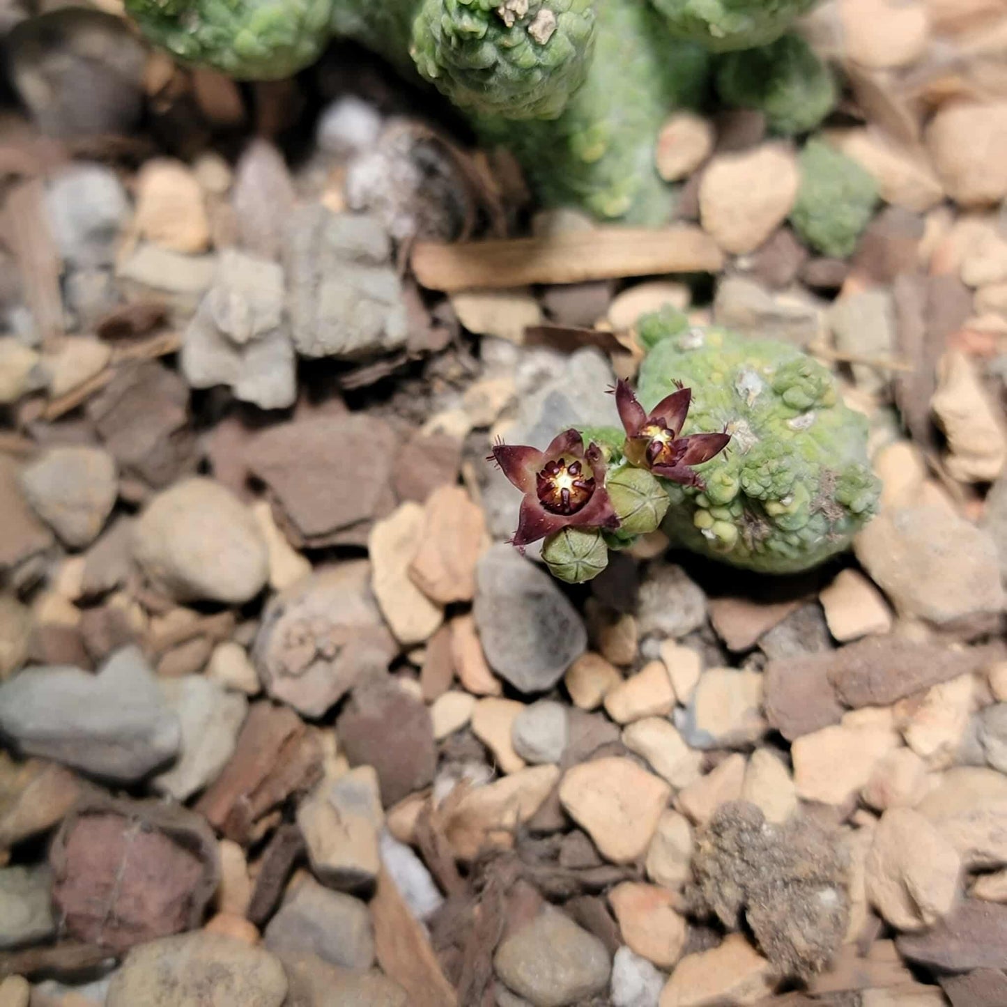 Pseudolithos Caput-Viperae - Snake Head - Viper Head