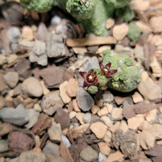 Pseudolithos Caput-Viperae - Snake Head - Viper Head