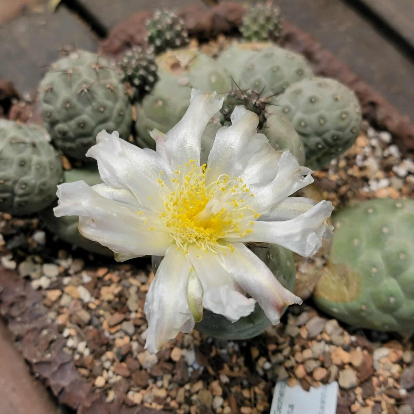 Tephrocactus Geometricus – Snow Man Cactus - 13 Cladodes