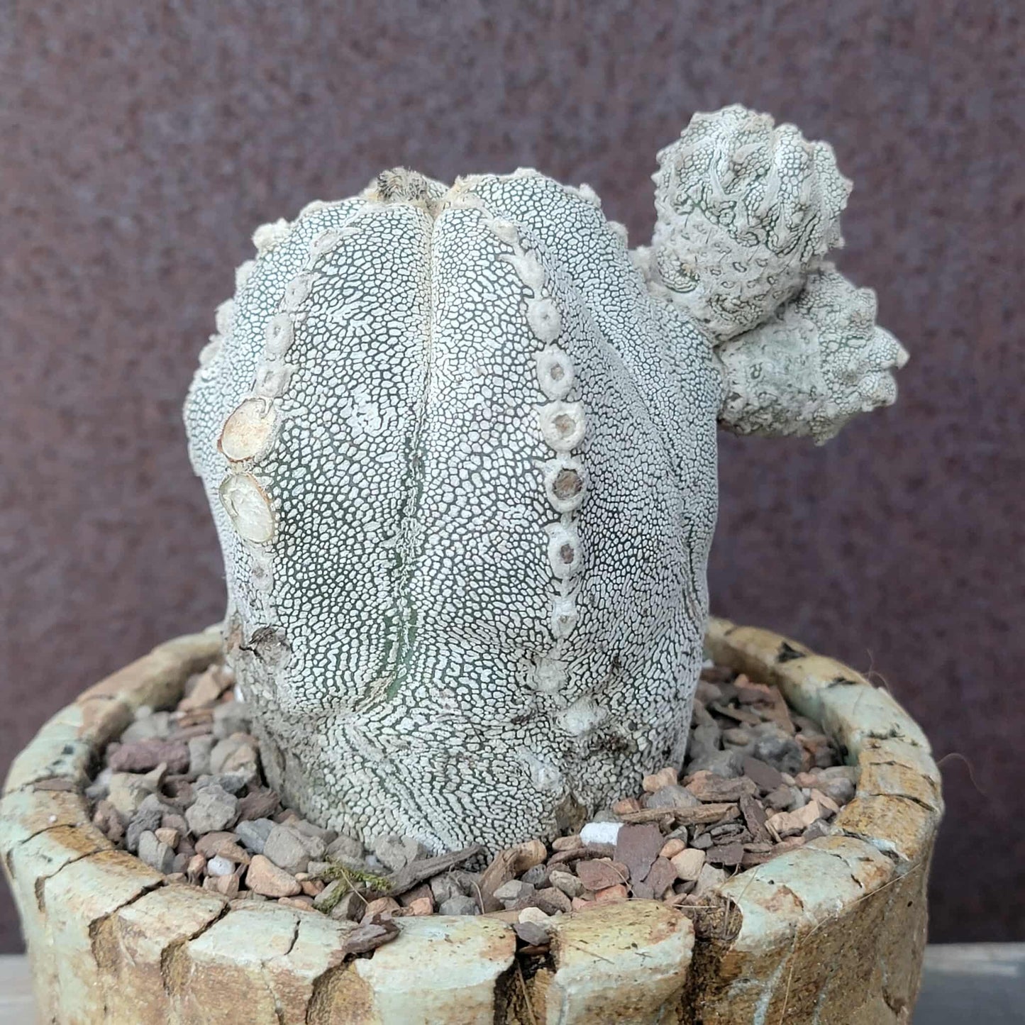 Astrophytum Myriostigma cv. Onzuka