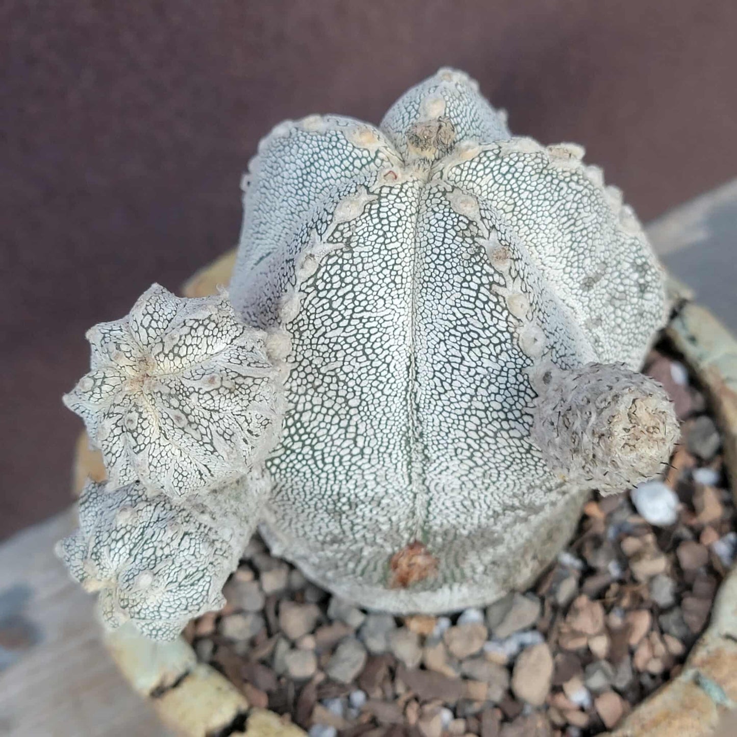 Astrophytum Myriostigma cv. Onzuka