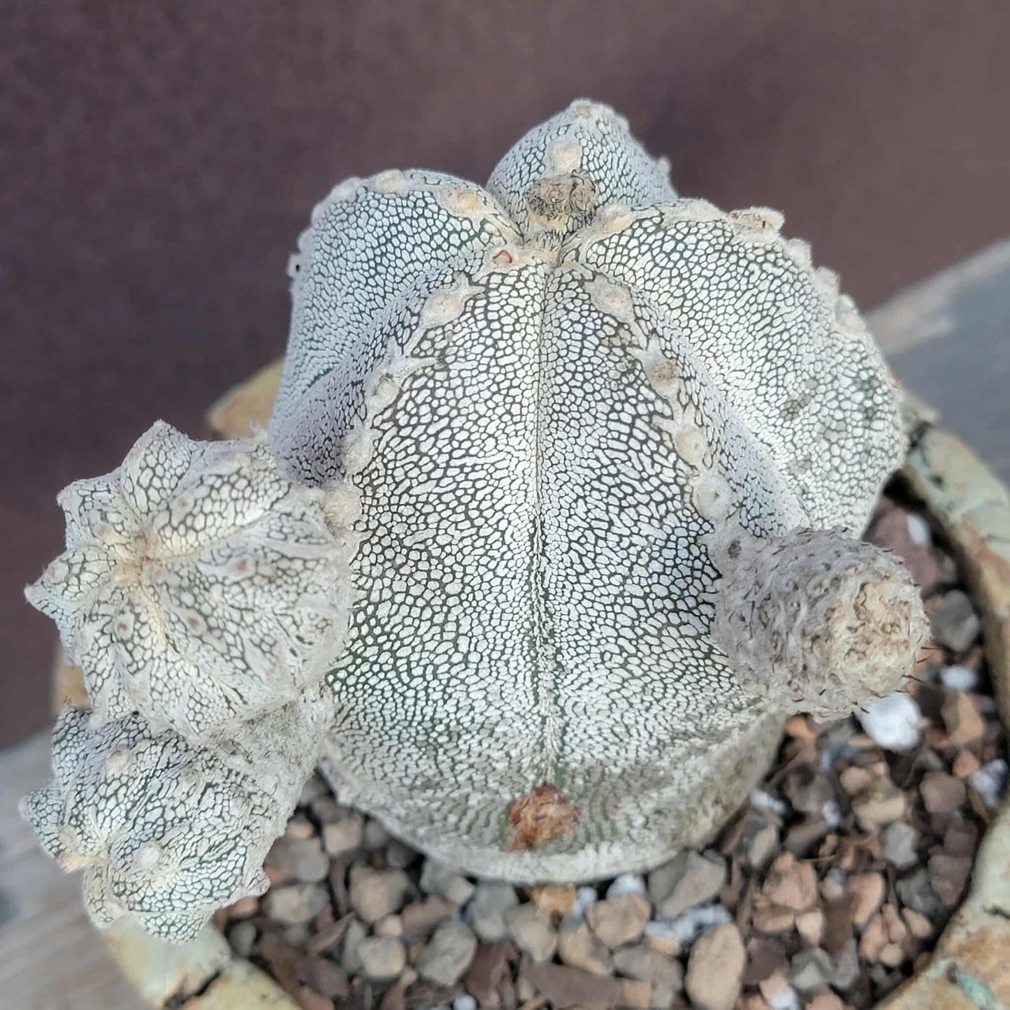 Astrophytum Myriostigma cv. Onzuka
