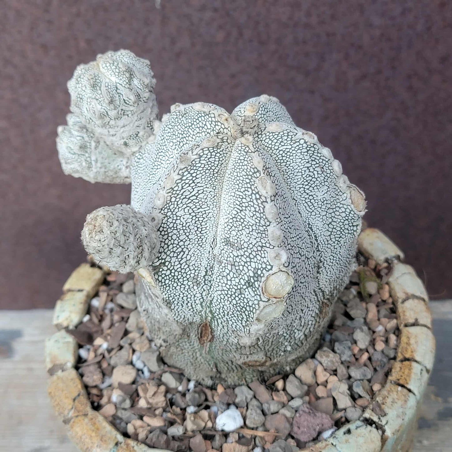 Astrophytum Myriostigma cv. Onzuka