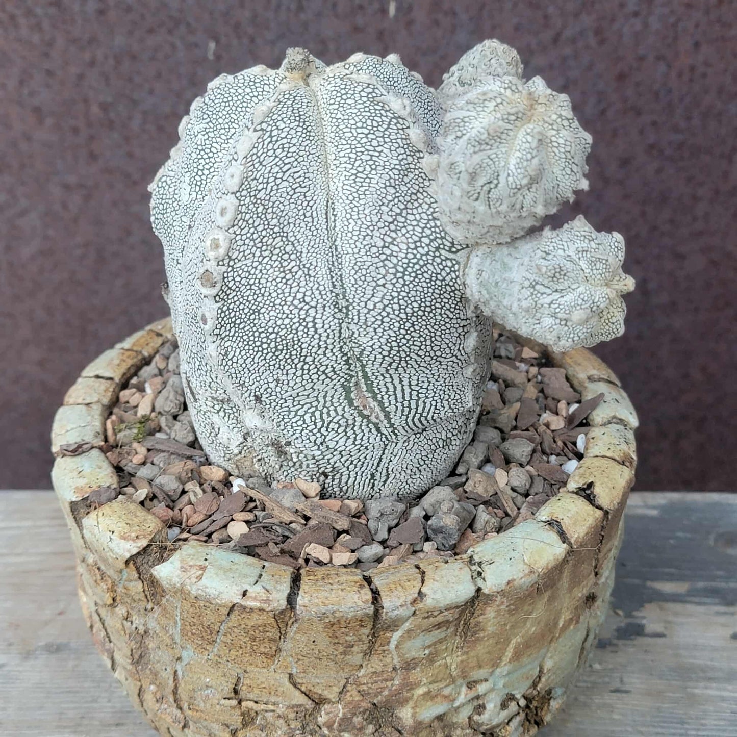 Astrophytum Myriostigma cv. Onzuka