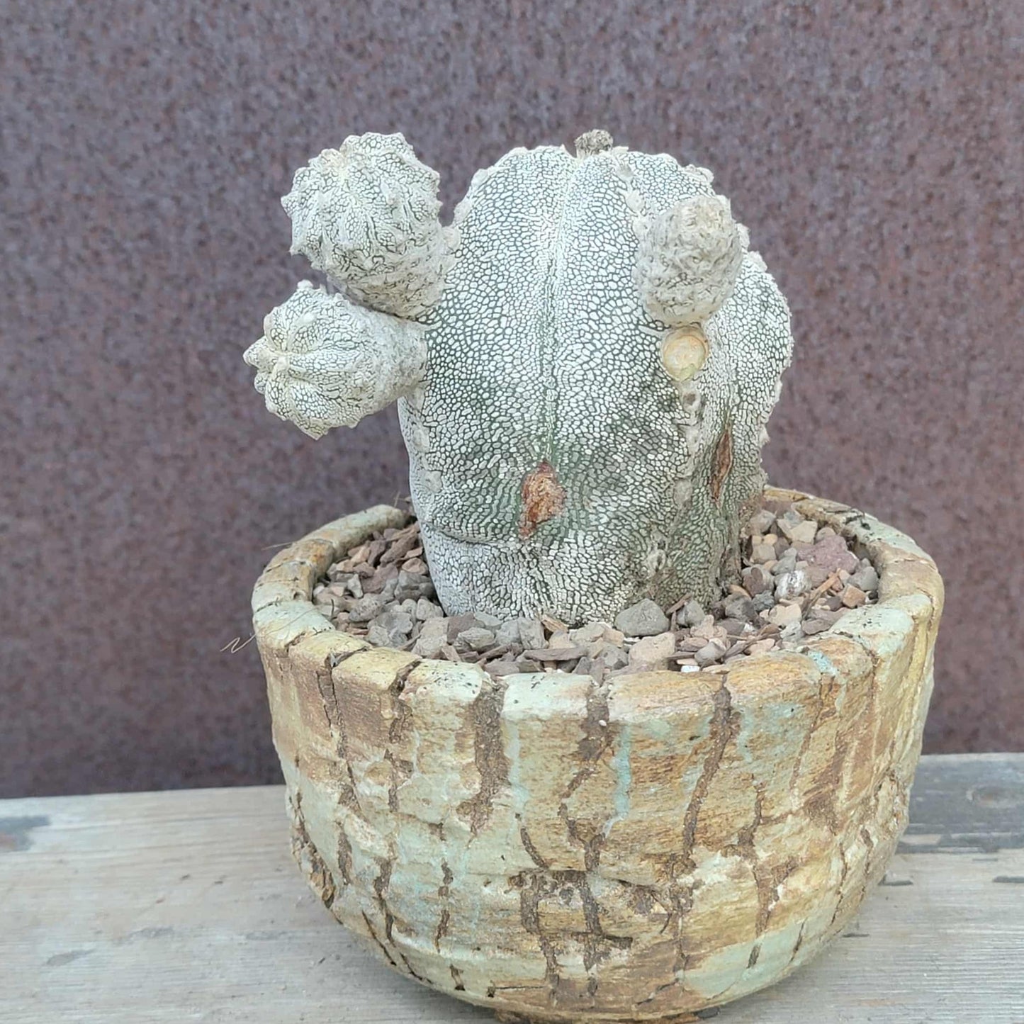 Astrophytum Myriostigma cv. Onzuka
