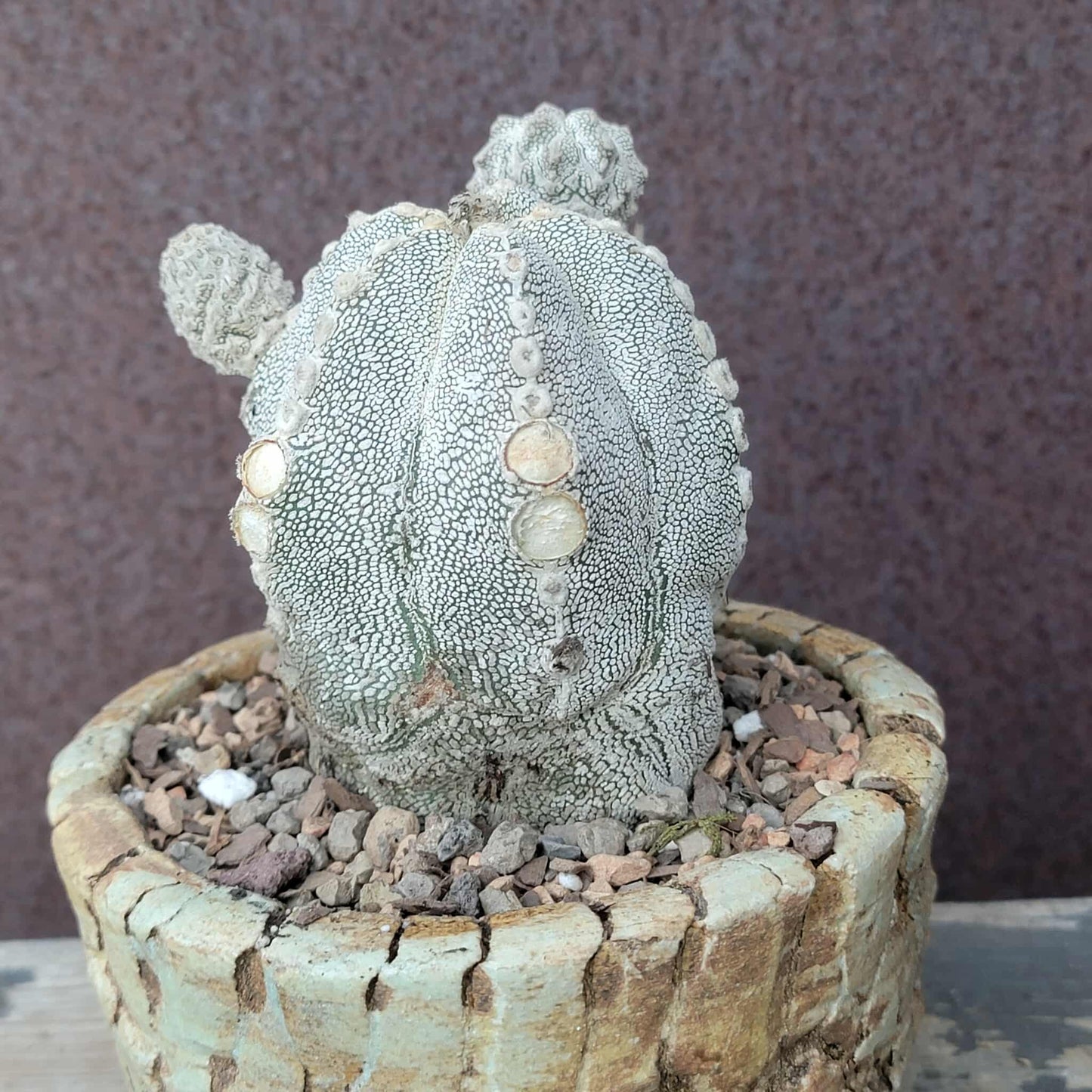 Astrophytum Myriostigma cv. Onzuka