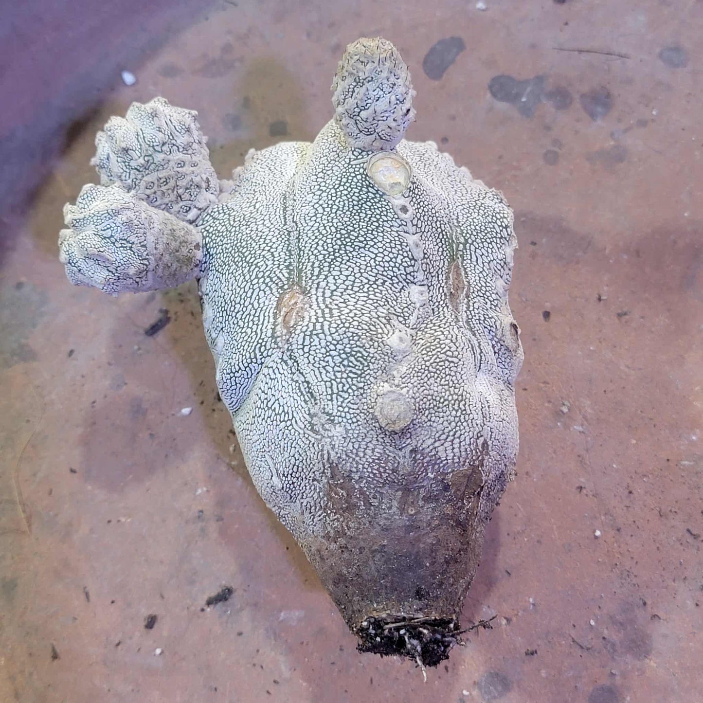 Astrophytum Myriostigma cv. Onzuka