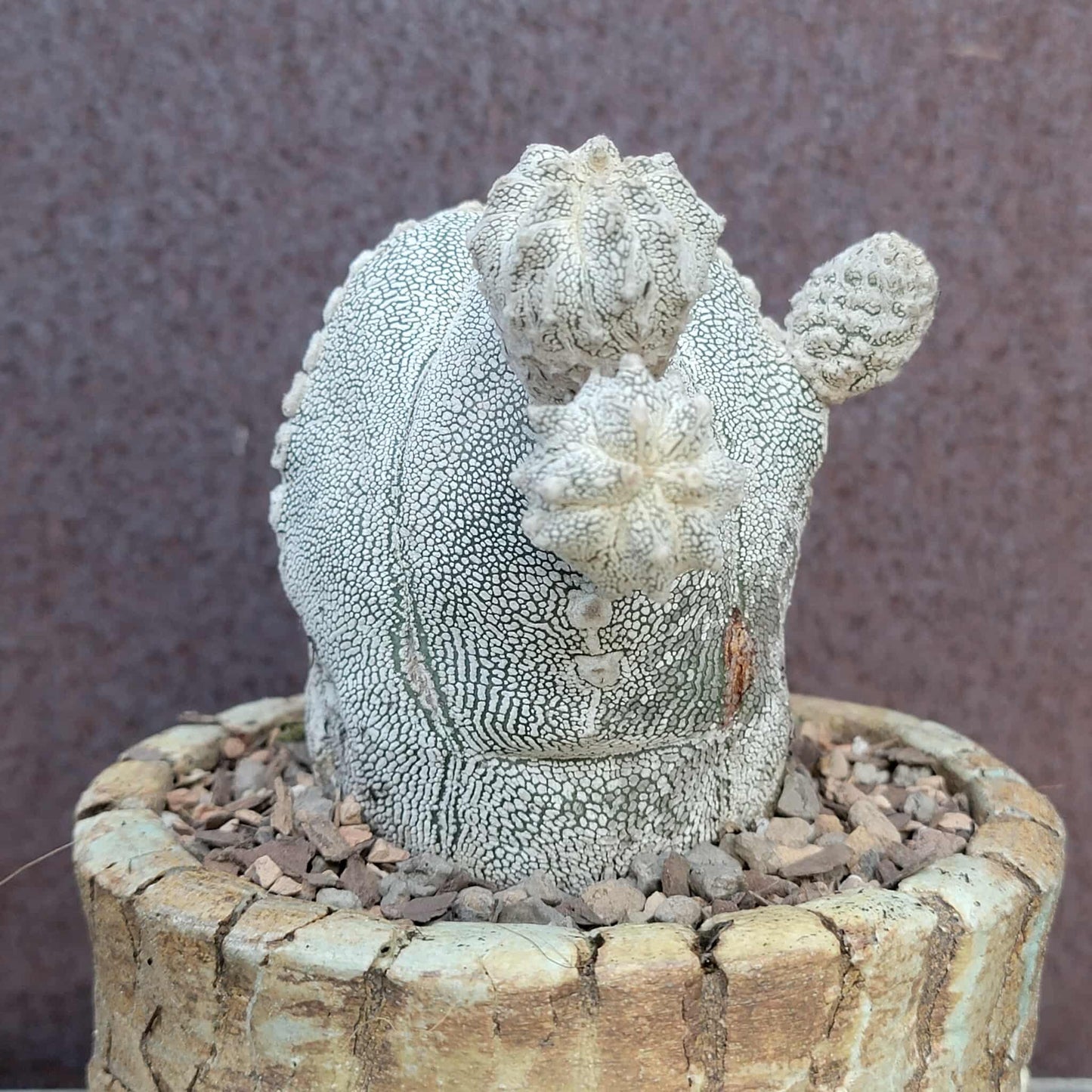 Astrophytum Myriostigma cv. Onzuka