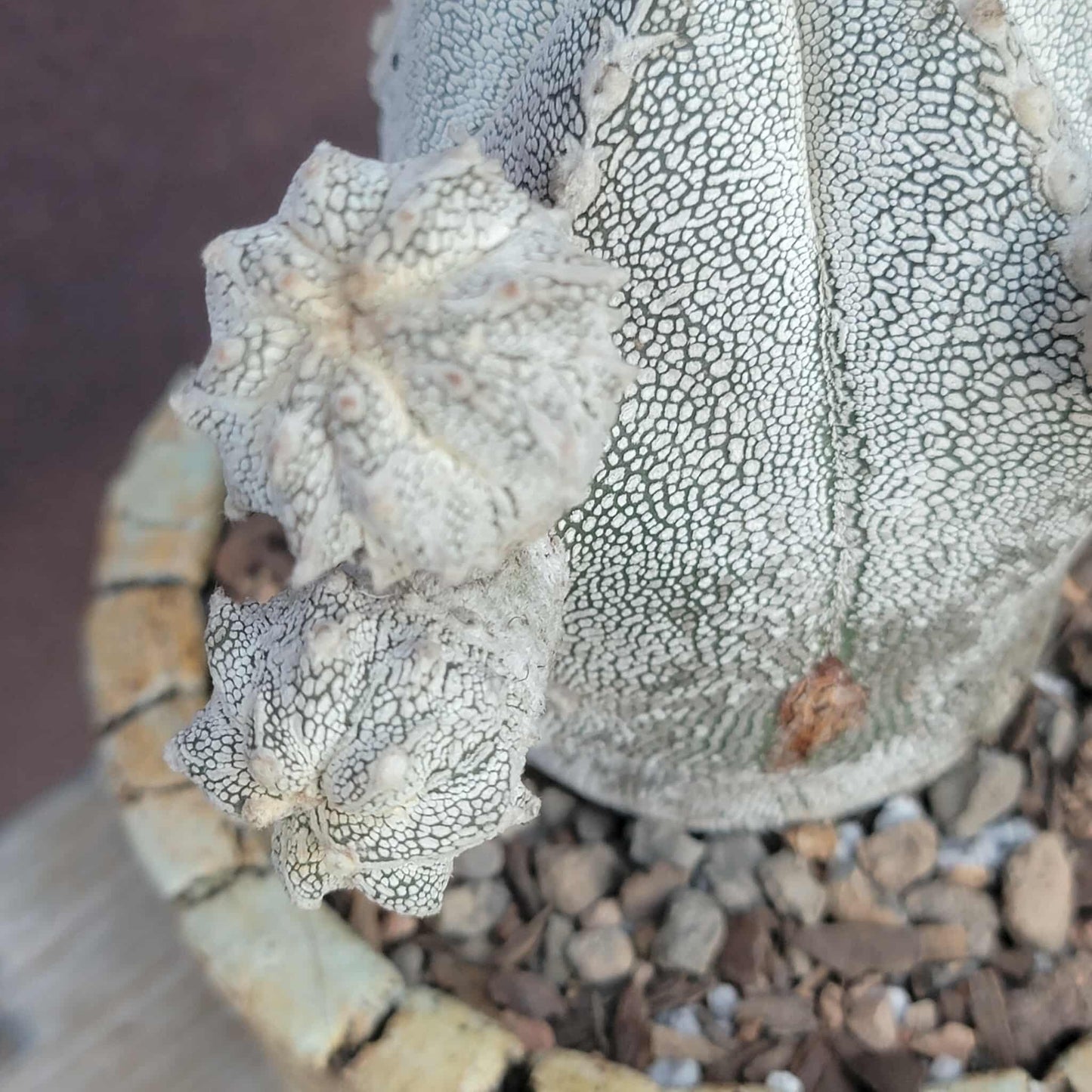 Astrophytum Myriostigma cv. Onzuka