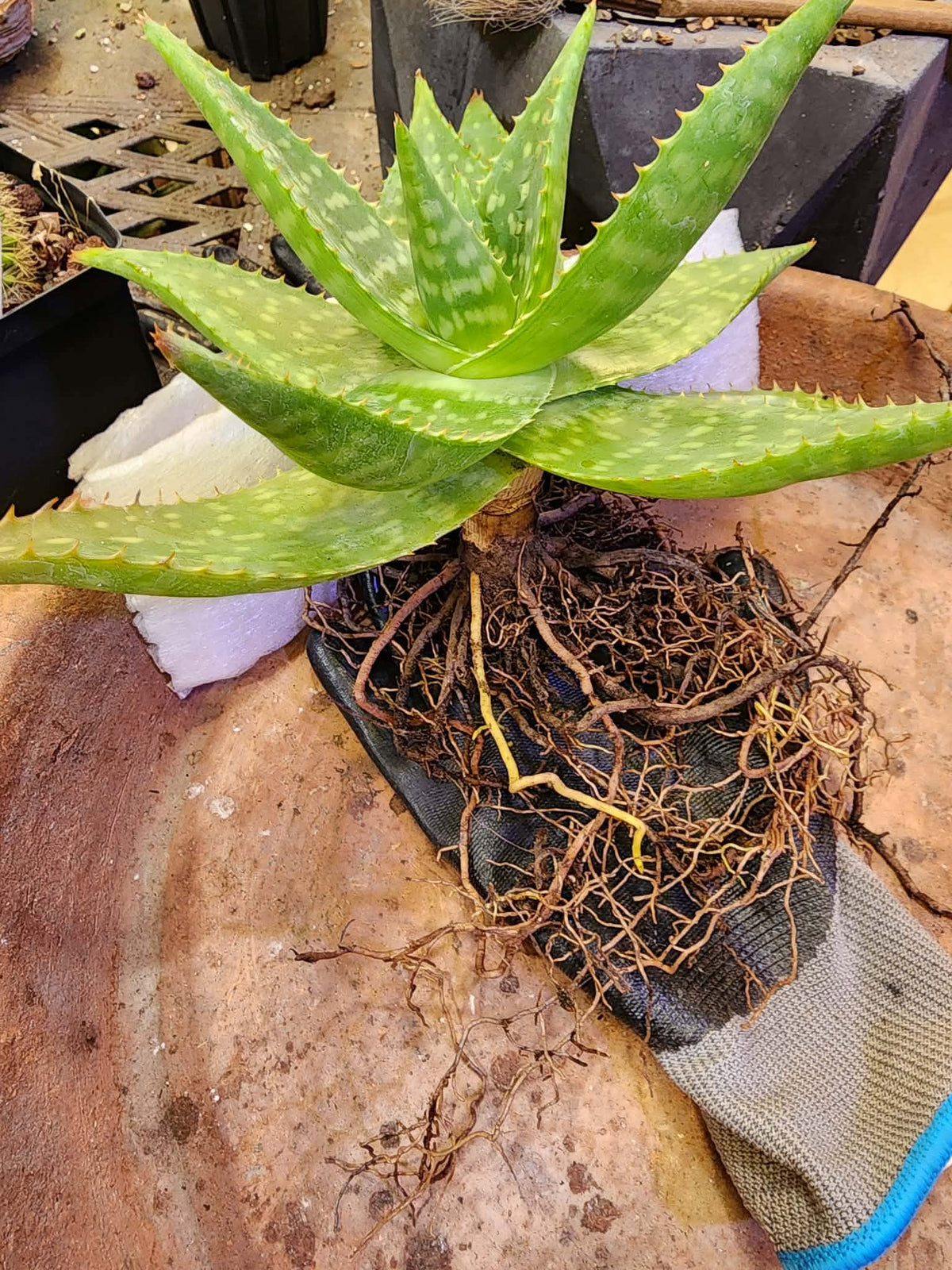 Aloe maculata - Soap Aloe