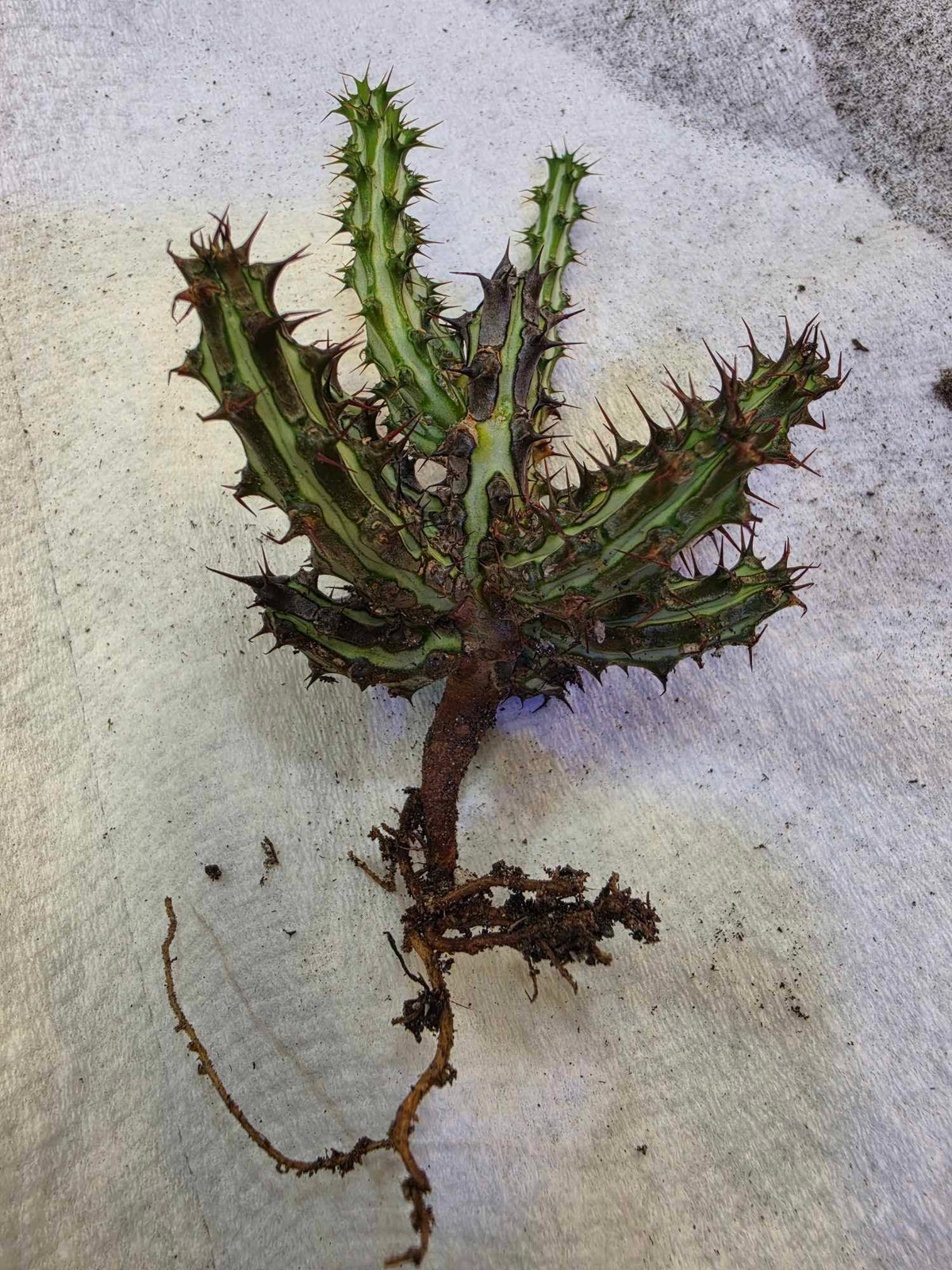 Euphorbia sp. nova Somalia hordio