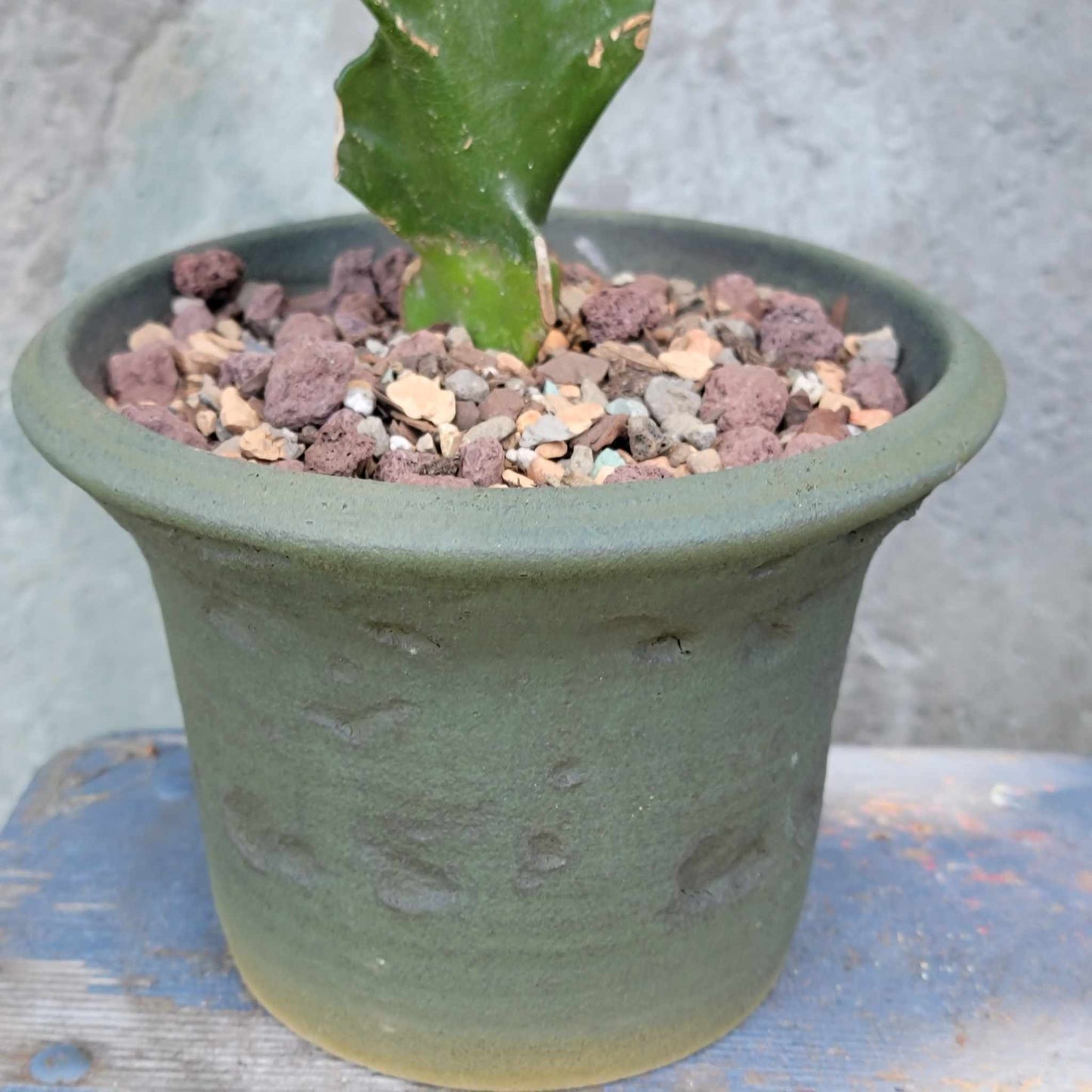 Peety Pots by Pablo Handmade Pottery image 4