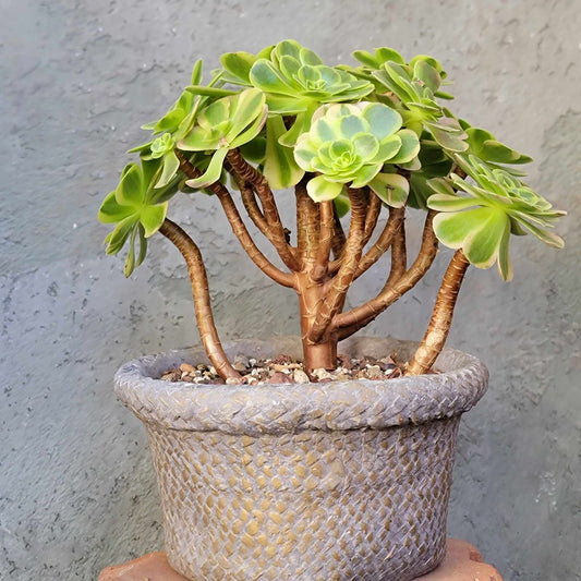 Cement Basket Planter